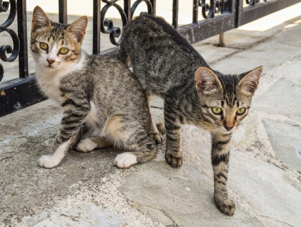 gatti fissano con occhi telecamera