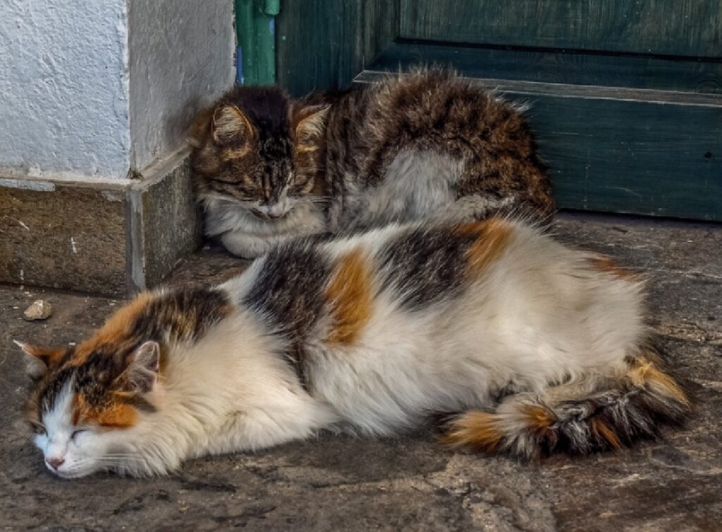 gatti di strada dormono vicino casa