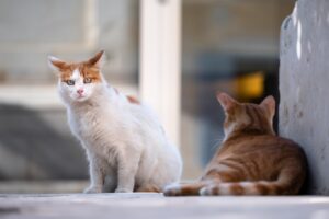 Cagliari, una folta colonia felina è in pericolo, volontaria lancia l’allarme