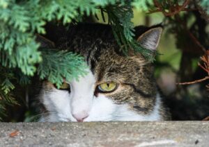 Che bella giornata! 8 foto di gatti che vi rallegreranno l’animo