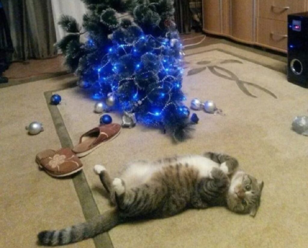 gatto fa cadere albero di natale sera