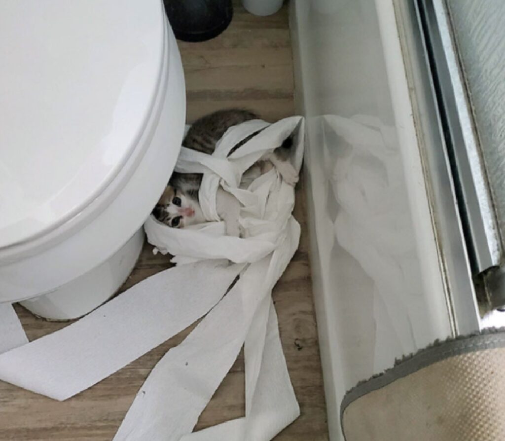 gatto si rotola con carta igienica