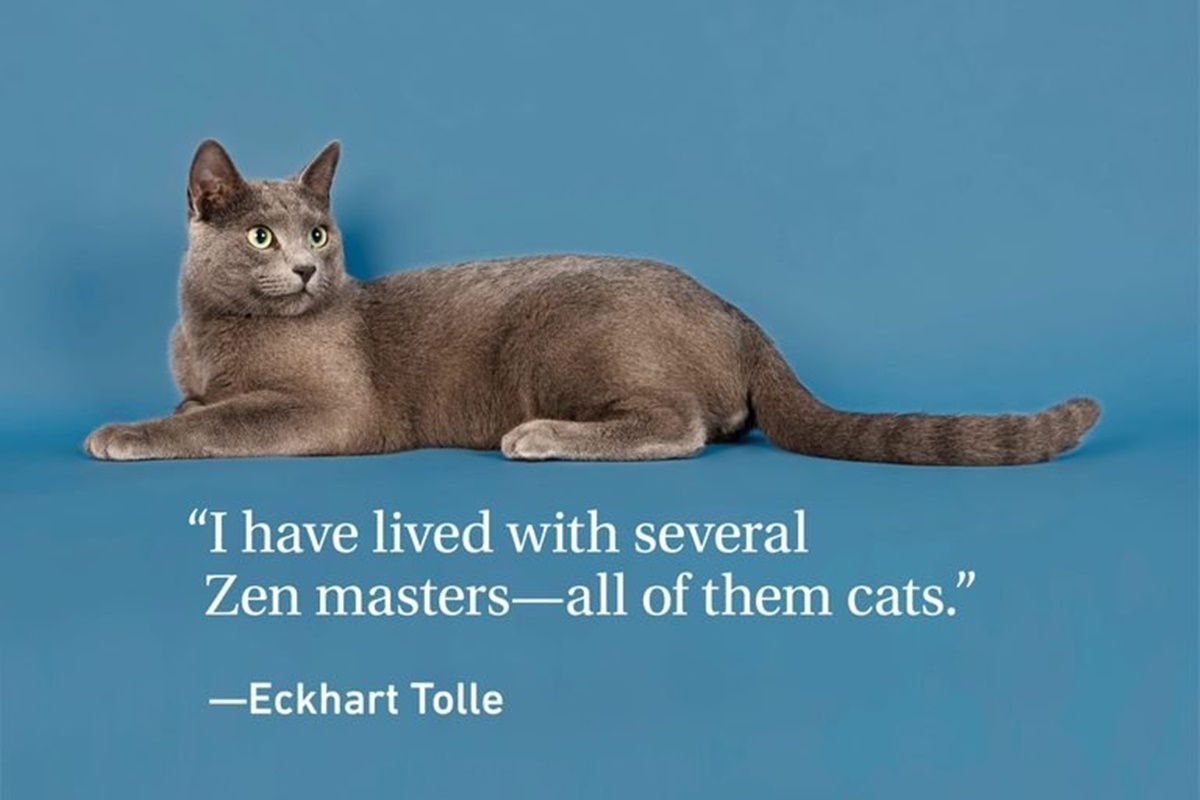 E.T. gatti zen