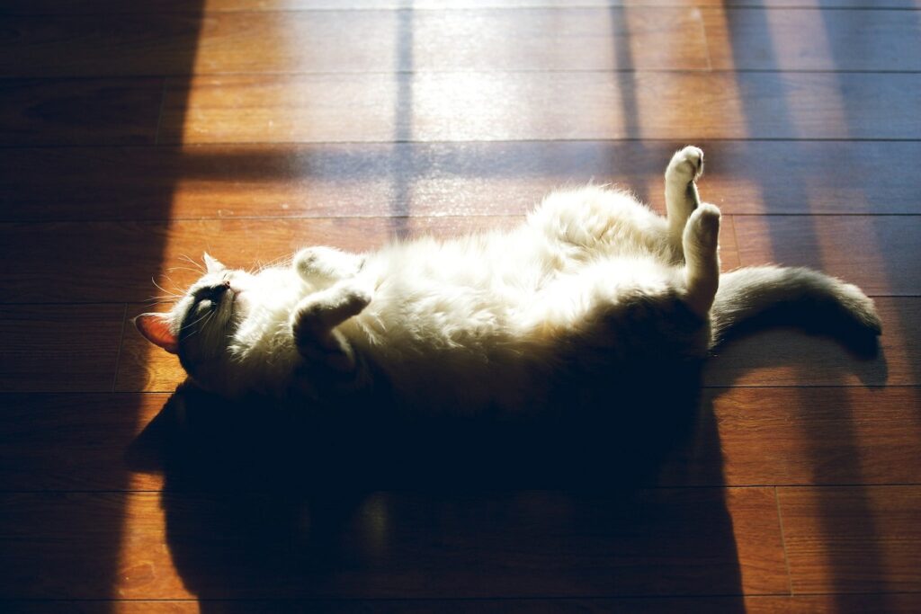 gatto prende il sole