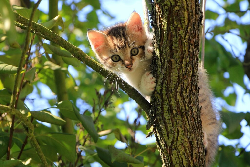 gattino su un albero