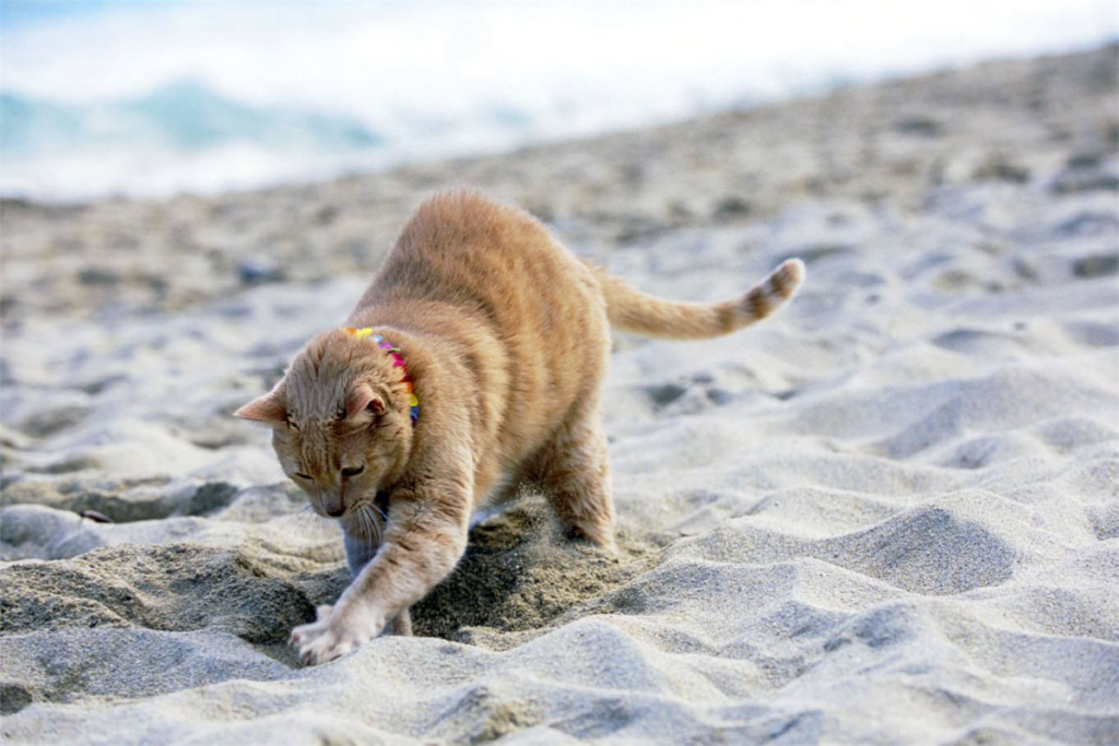 gatto in spiaggia