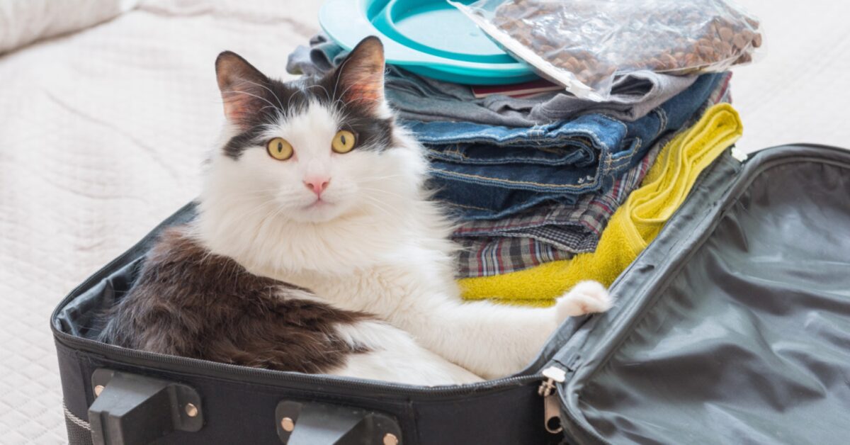 Portare Il Gatto In Vacanza Come capire se si può portare il gatto in vacanza, quando sì e quando no?