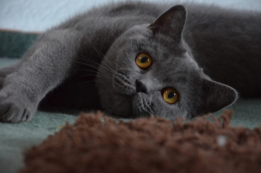 gatto grigio disteso vicino ad una coperta