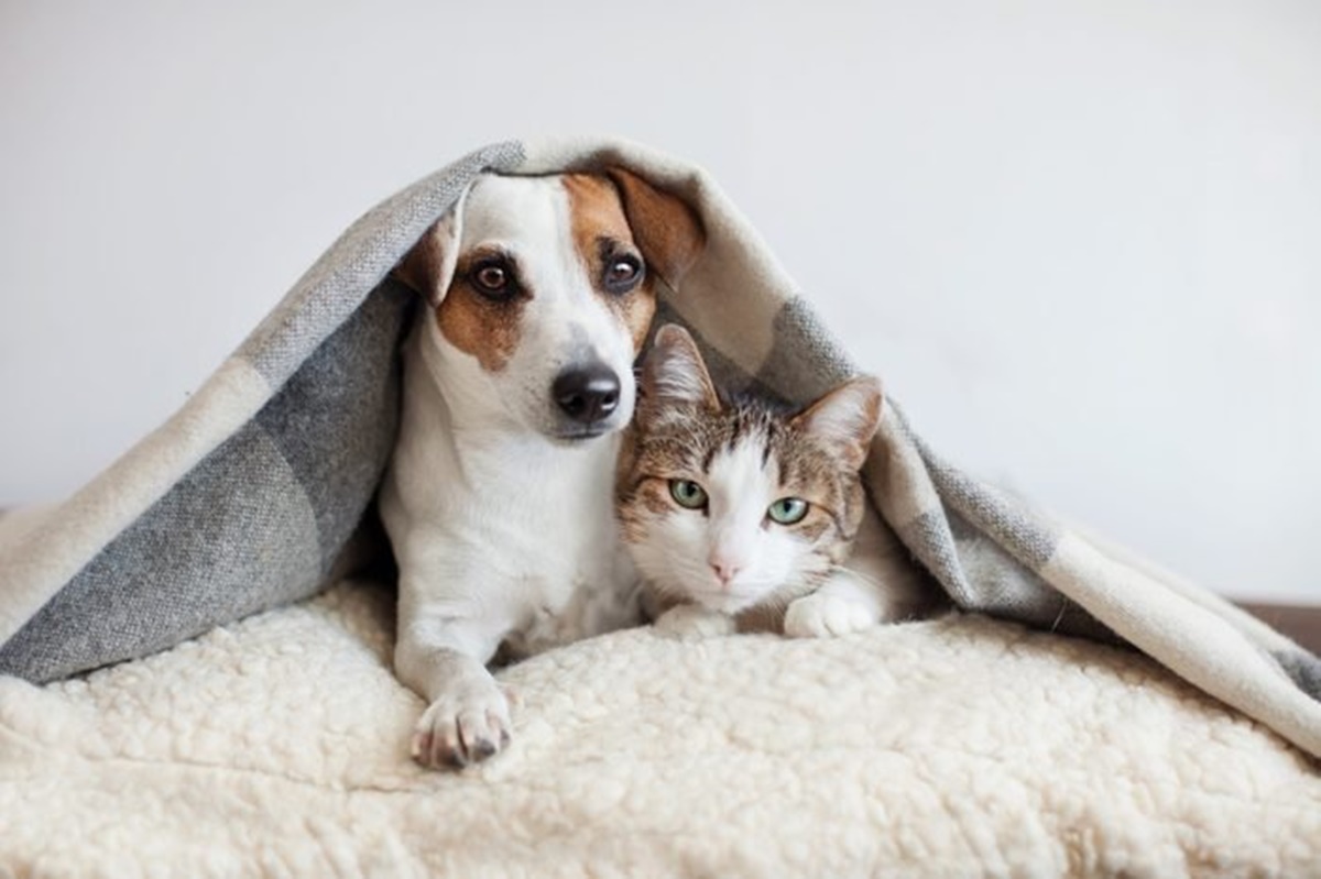 gatto e cane sotto la coperta