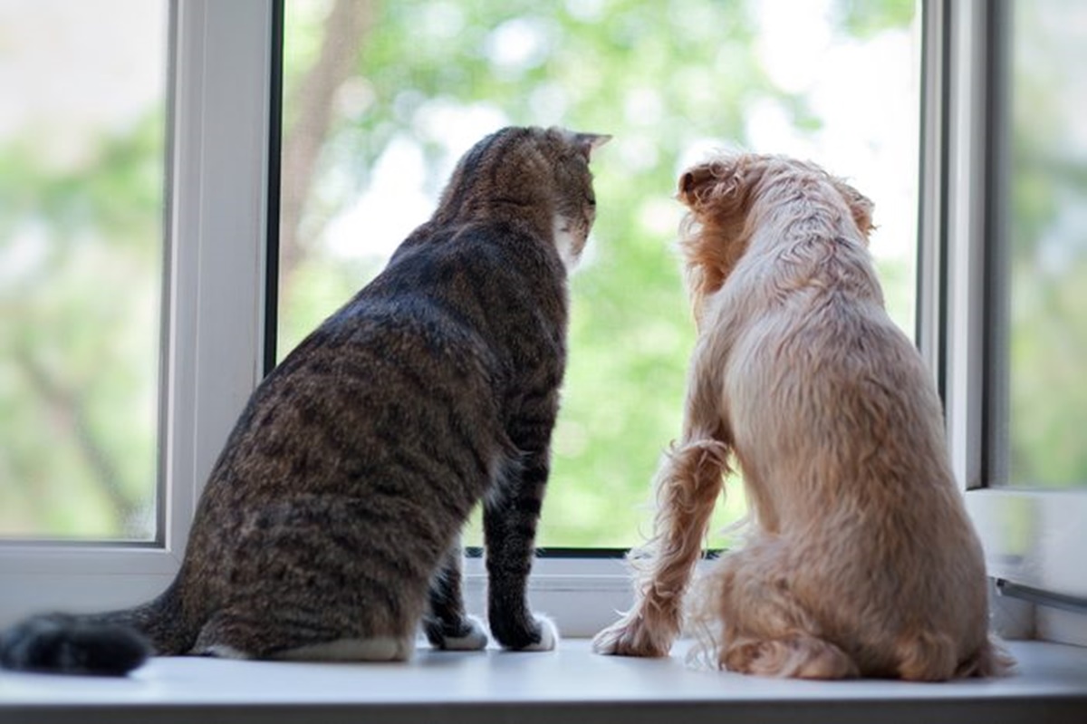 gatto e cane alla finestra