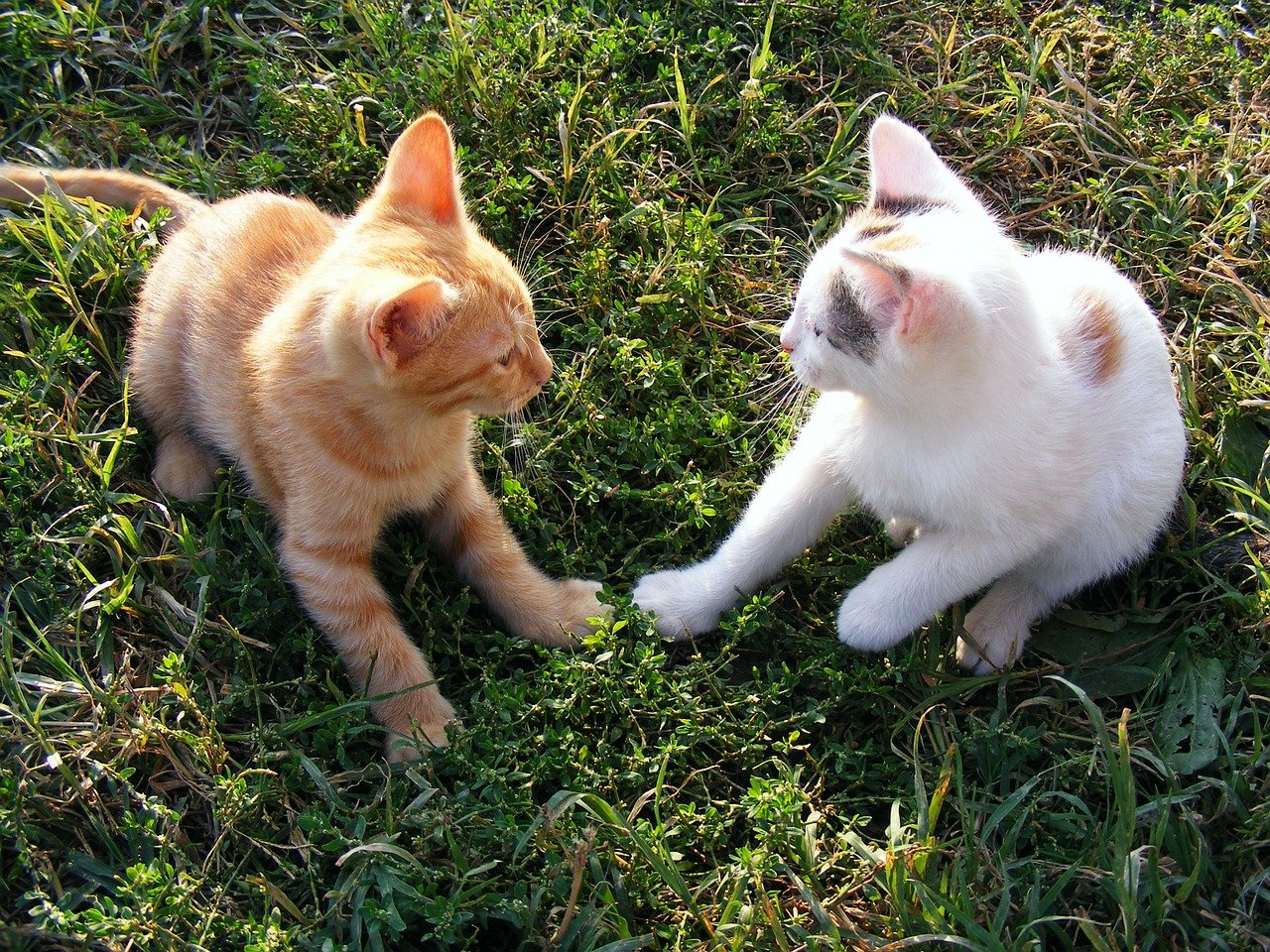 cucciolo di gatto sull'erba