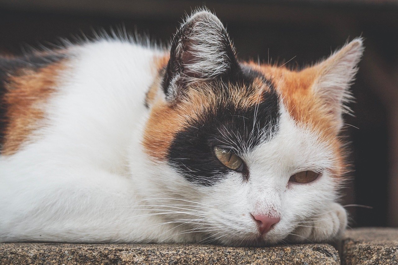 gatto giù di morale