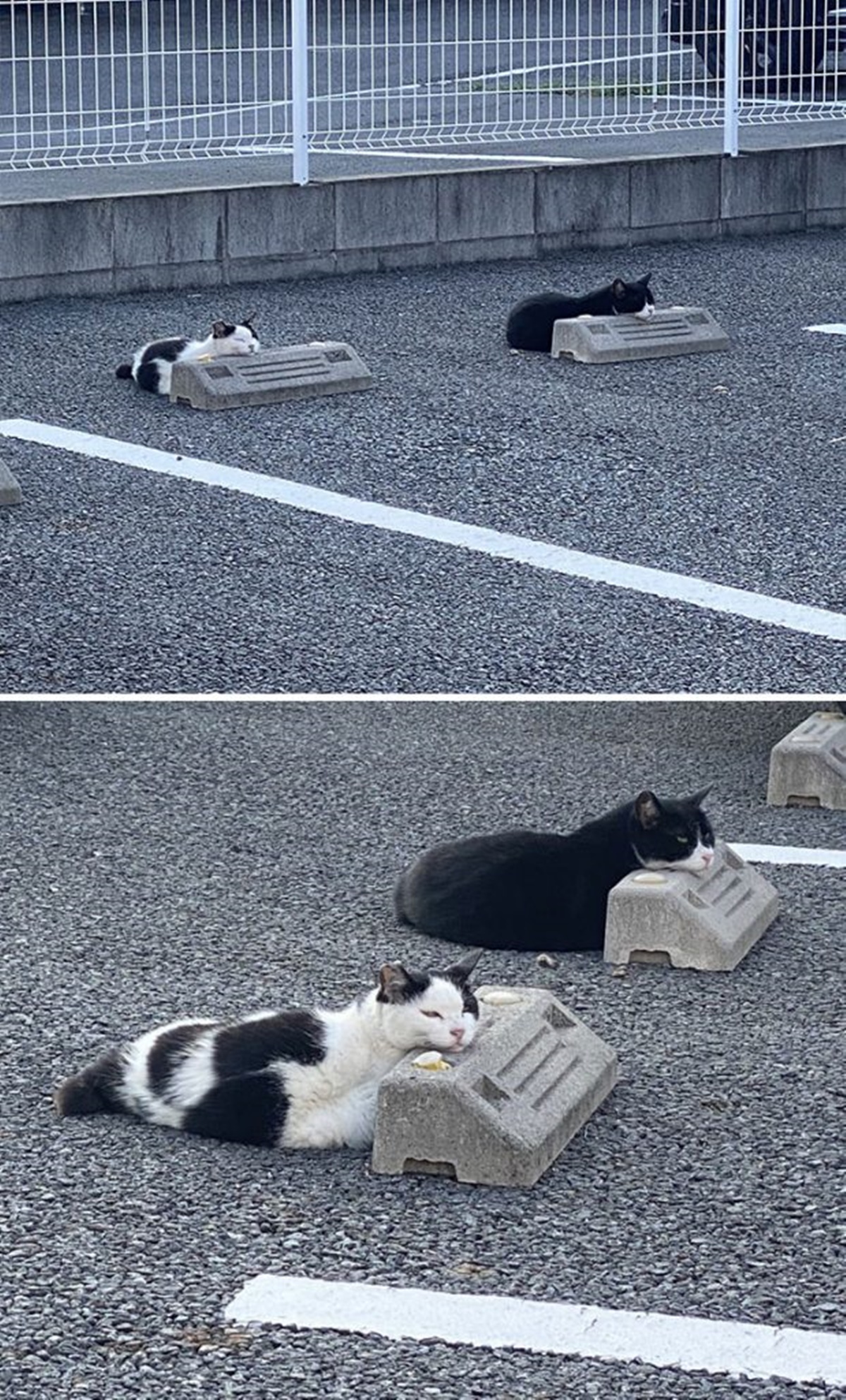 gatti gruppo nel parcheggio