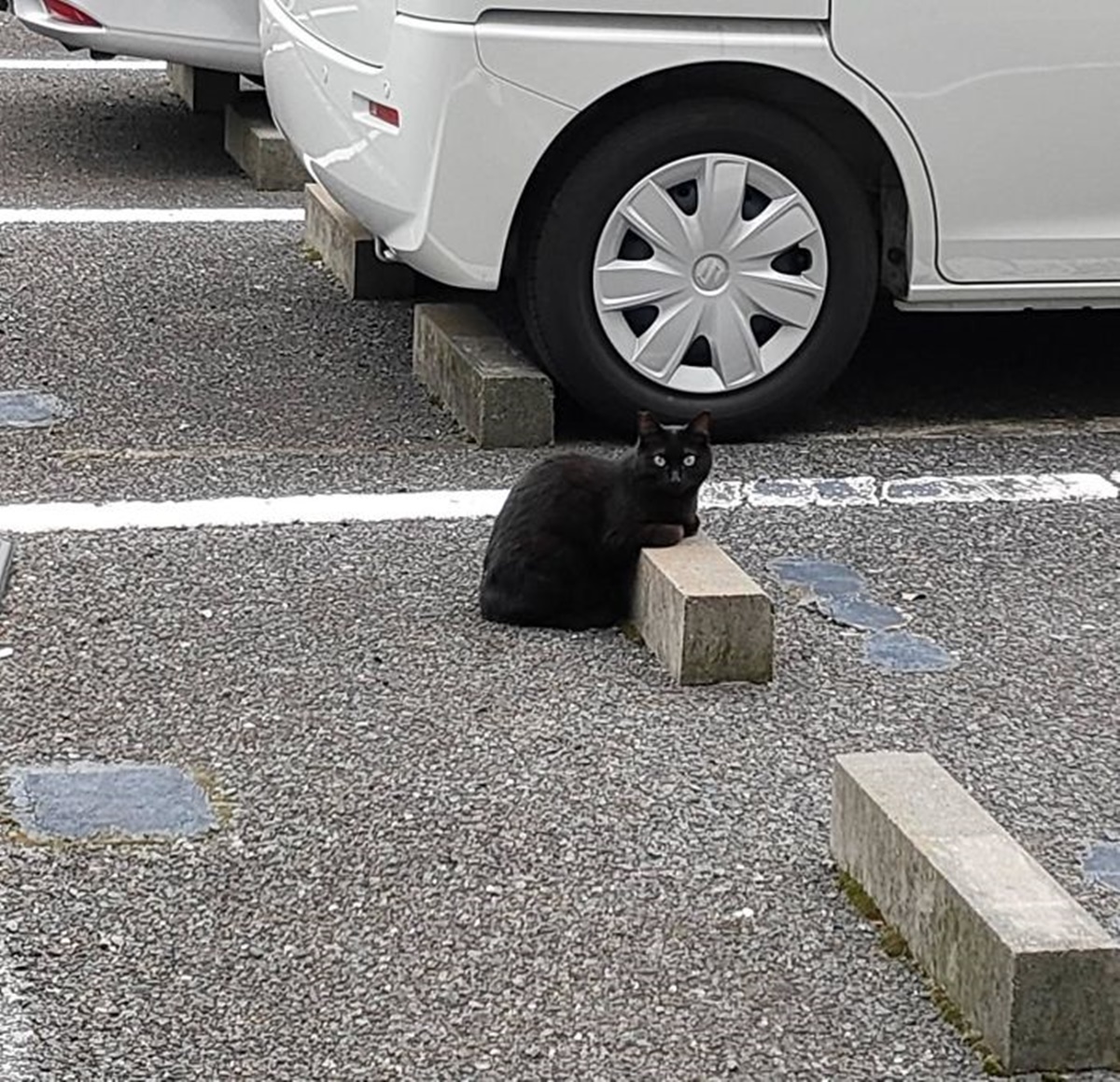 gatto ti guarda