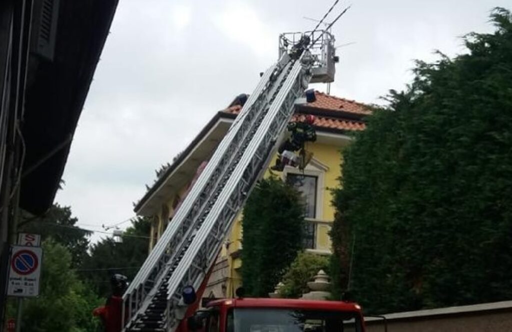 gatto su pino intervento vigili del fuoco