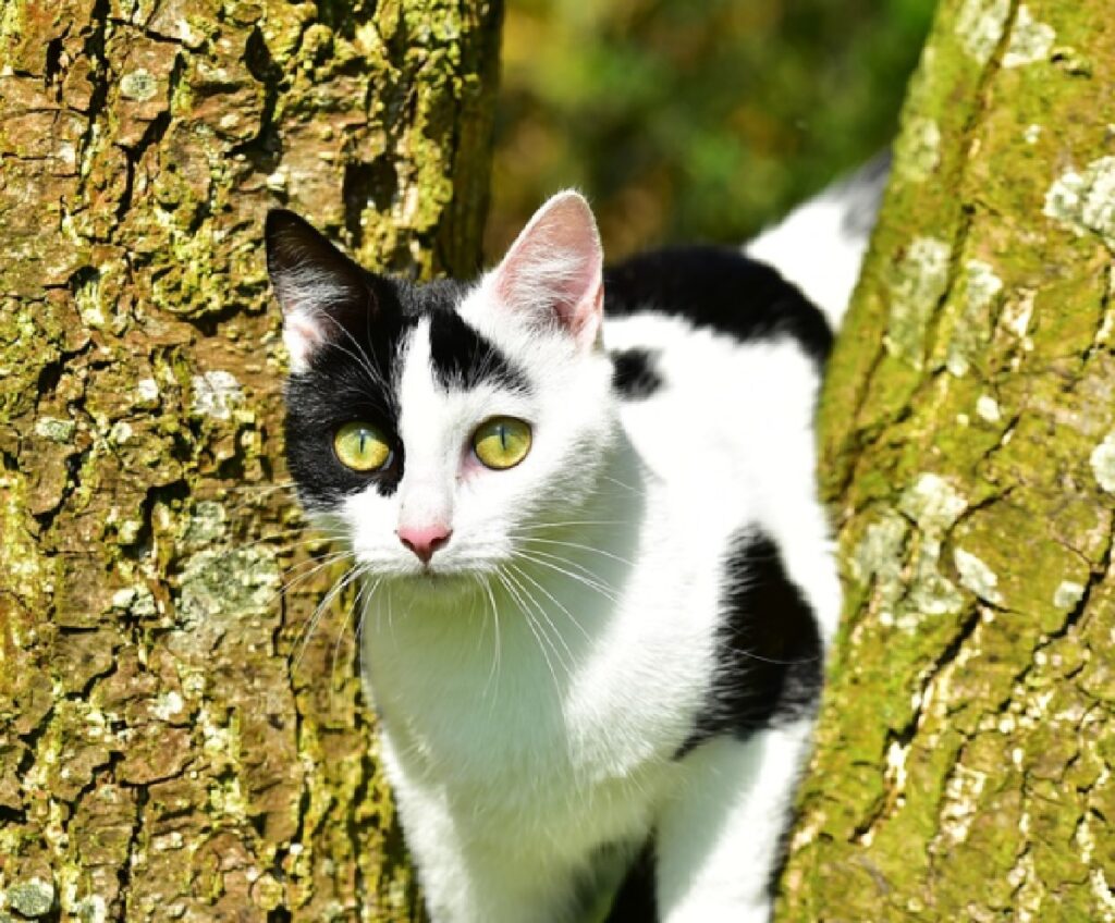 gatto peste fra due tronchi