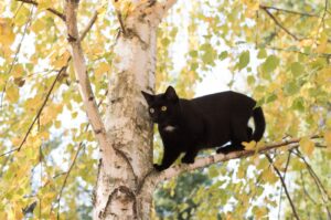 Desio, il gatto Peste rende onore al suo nome, intervengono i pompieri