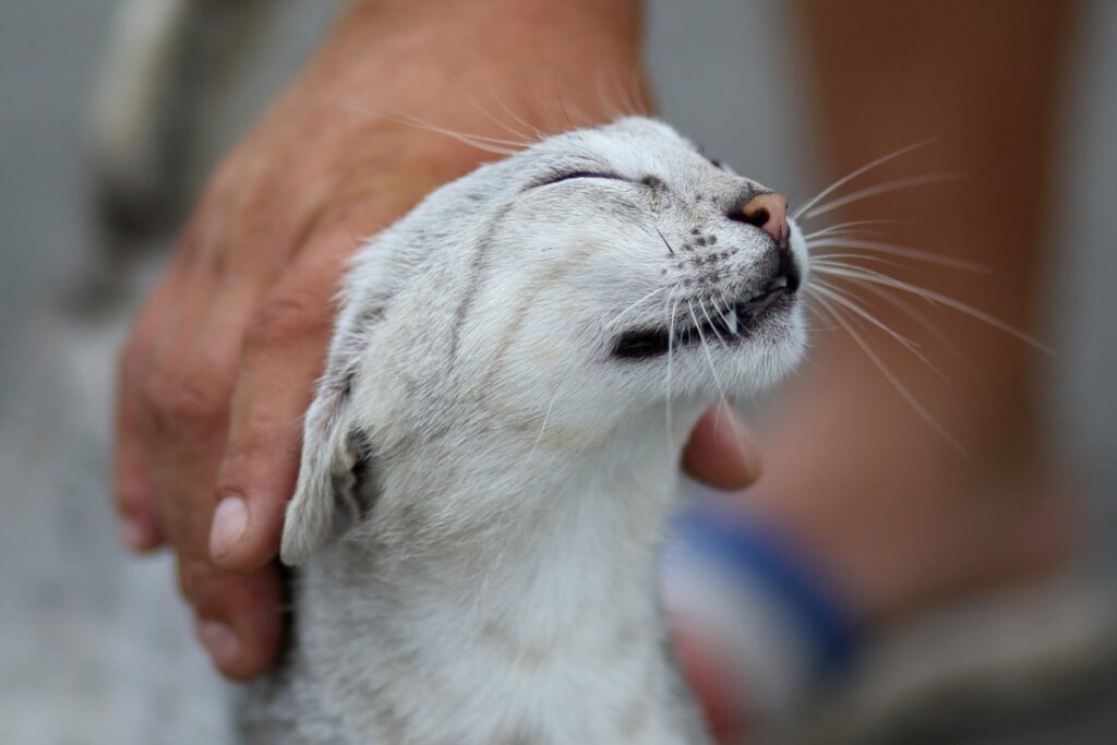 accarezzare gatto sulla testa