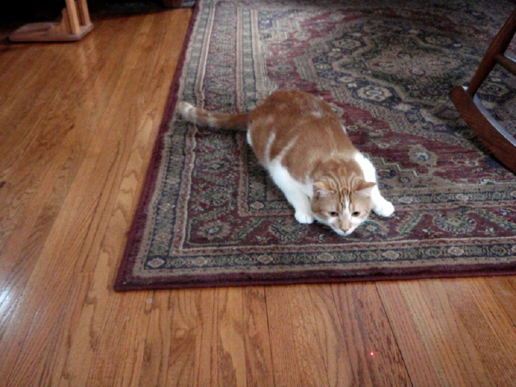 gatto tappeto gioco