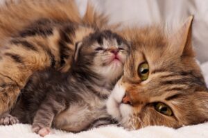 gatta mamma e gattino piccolo