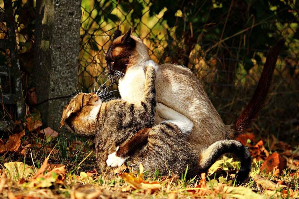 gatti che litigano