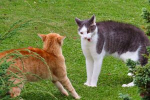 Fermare due gatti che lottano: come farlo senza che nessuno si ferisca