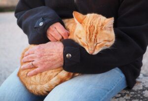 Finalmente casa! 8 foto di gatti che vengono adottati per la prima volta