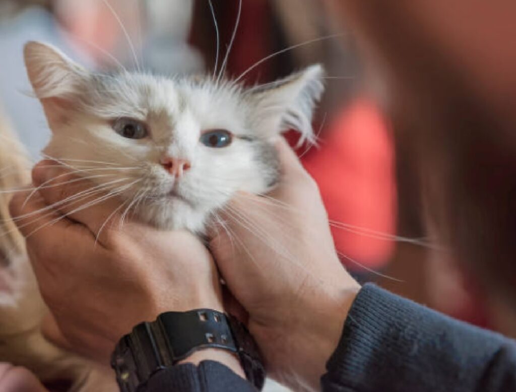 gatto coccole dopo essere adottato