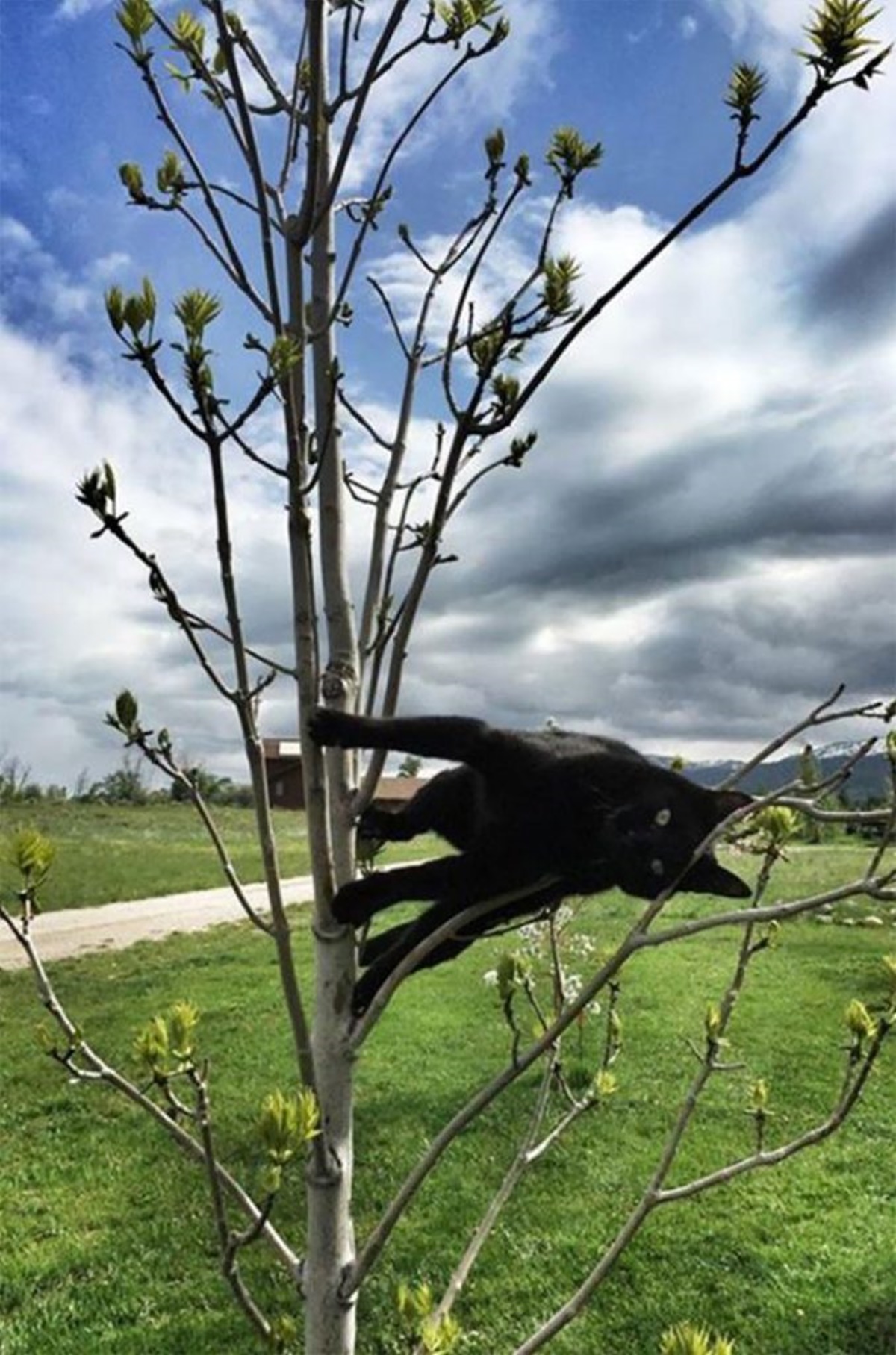 gatto di trasverso