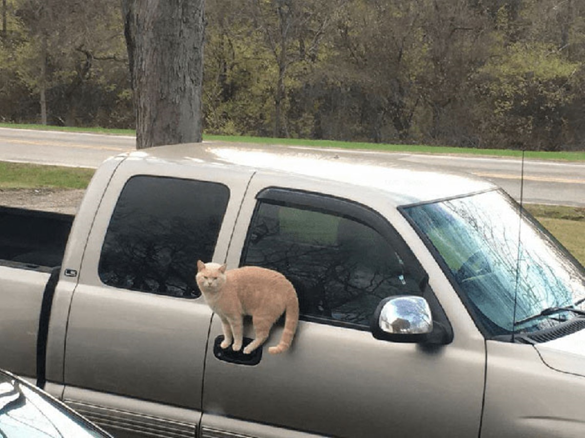 gatto sulla maniglia