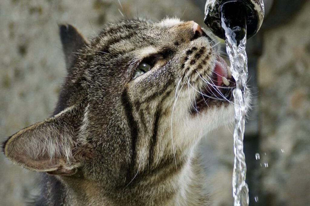 gatto beve acqua corrente