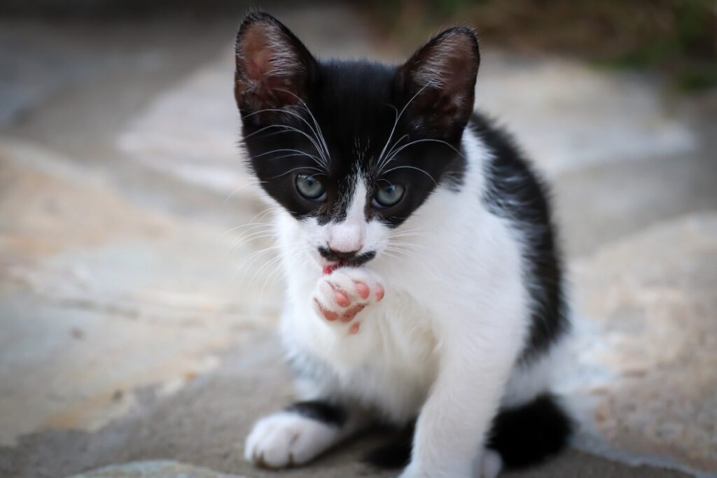 gattino che si lecca una zampa