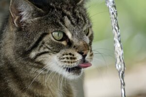 Fontana d’acqua per il gatto: a cosa serve e perché acquistarla