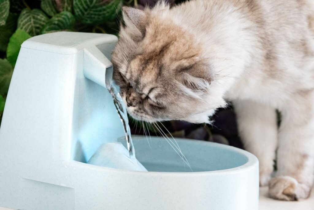 gatto persiano e fontanella d'acqua