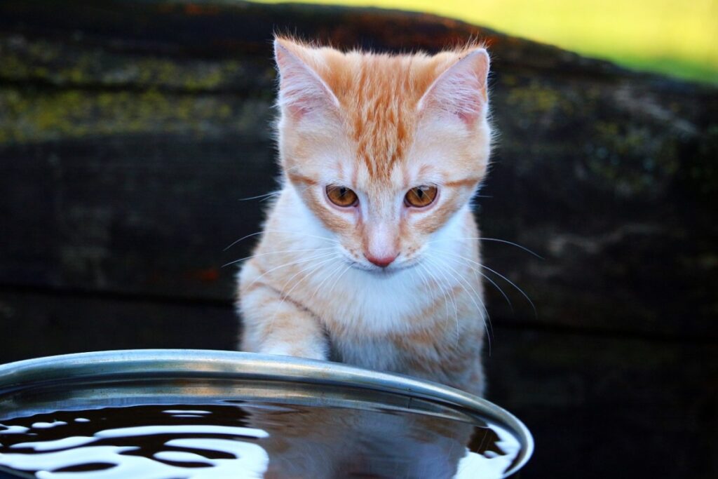 gatto arancione guarda una ciotola di acqua