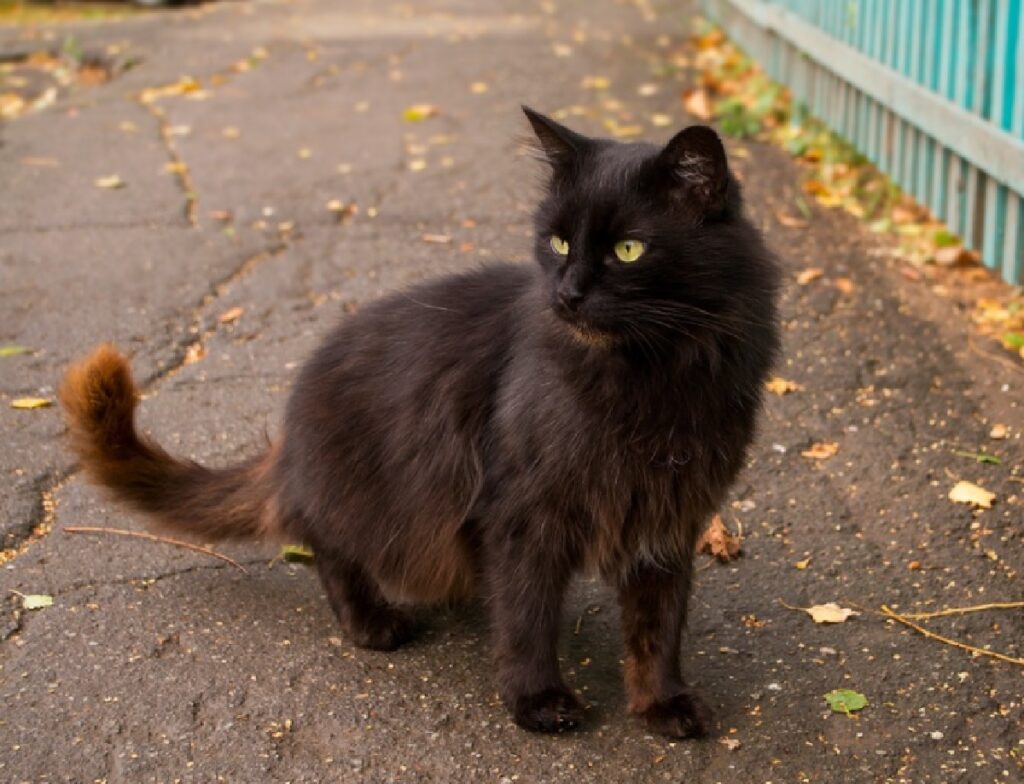 gatto nero su strada piena di foglie