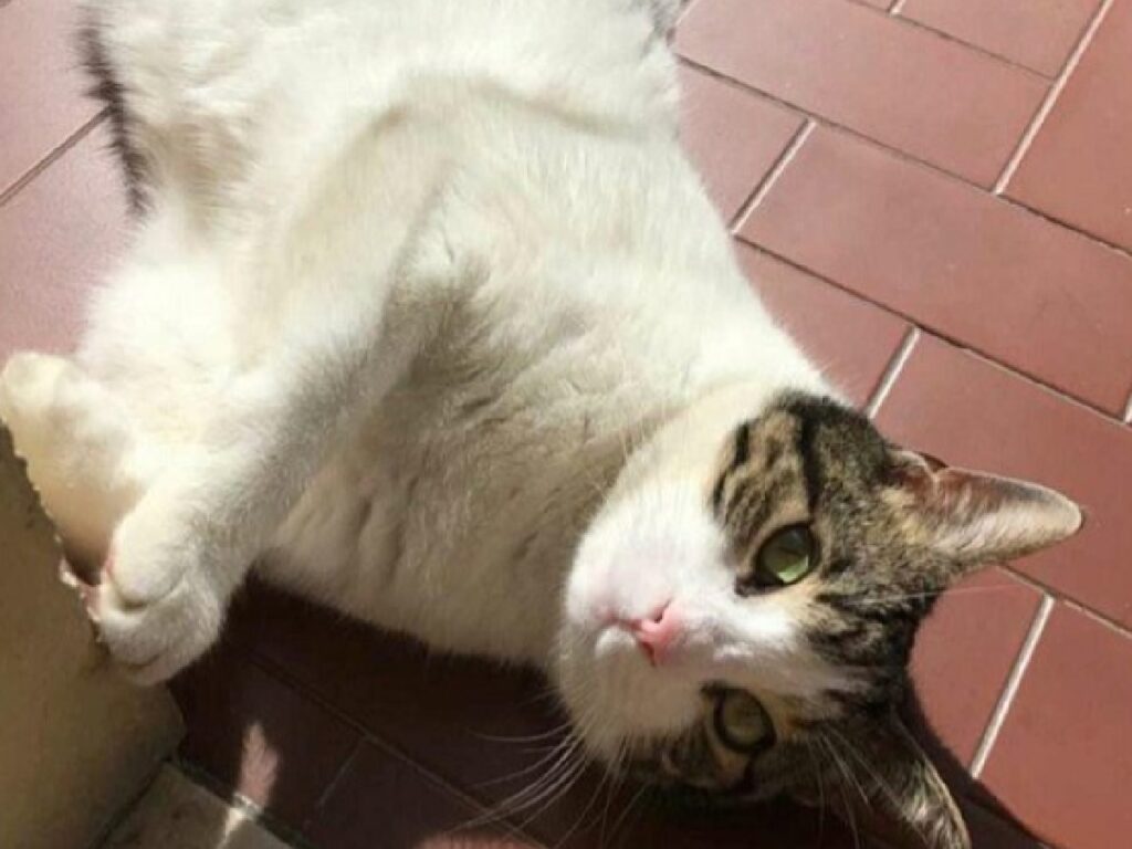 gatto bianco disteso sopra mattonelle casa