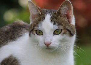 Forlì, scomparso improvvisamente il gatto Hendrix, da allora nessuna notizia di lui