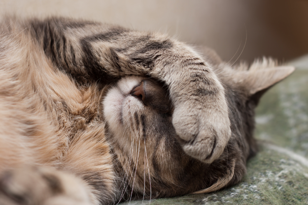 gatto con zampa sulla faccia