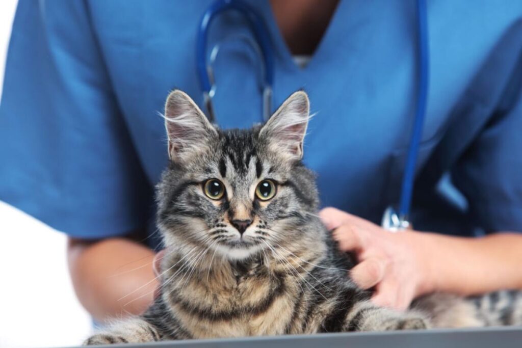 gatto dal veterinario