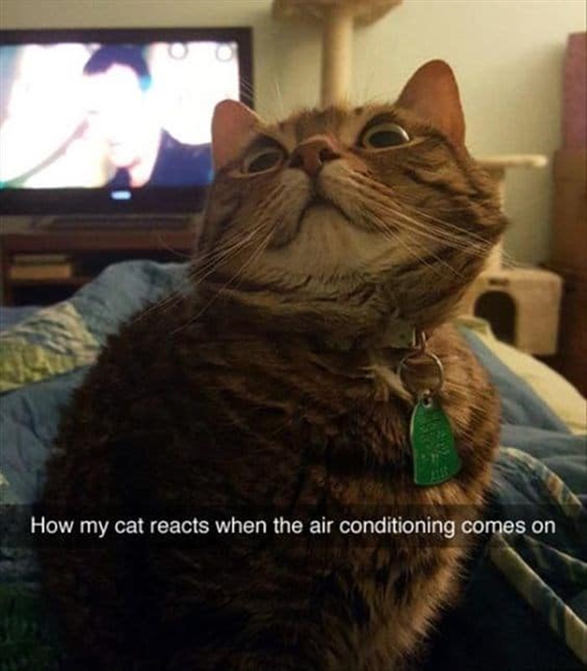 gatto spaventato