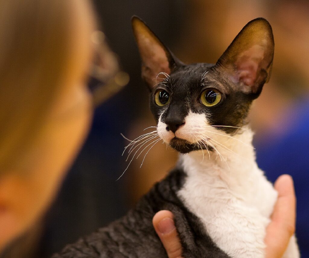 gatto cornish rex