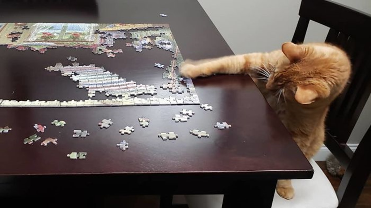 gatto mette pezzi puzzle