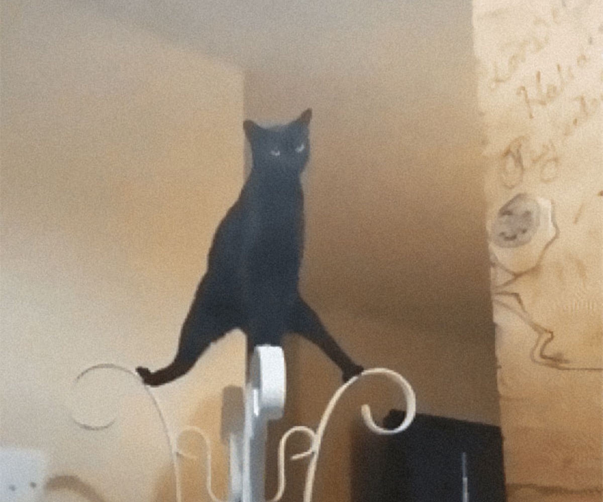 gatto ballerino