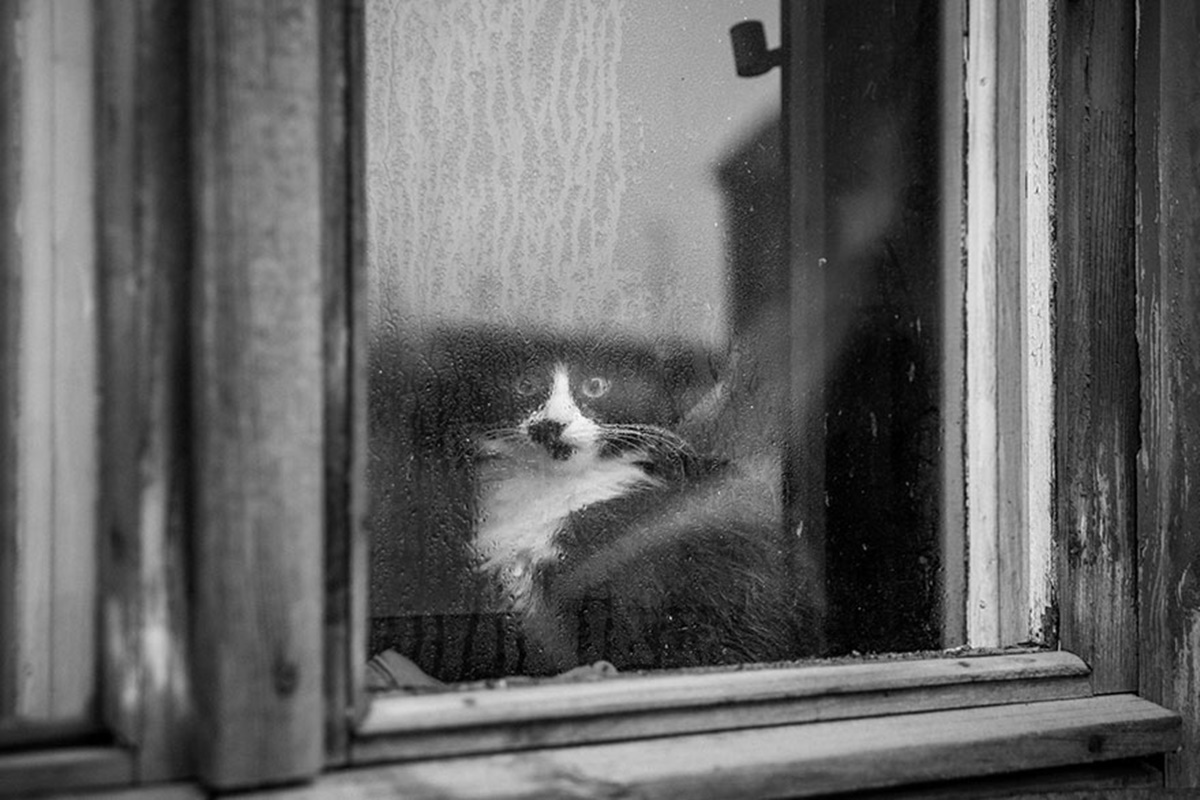 gatto in bianco e nero alla finestra