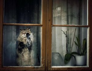 Gatti in attesa: 10 foto di gatti che aspettano a casa i loro padroni