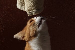 Perché ai gatti piacciono le cose che puzzano?