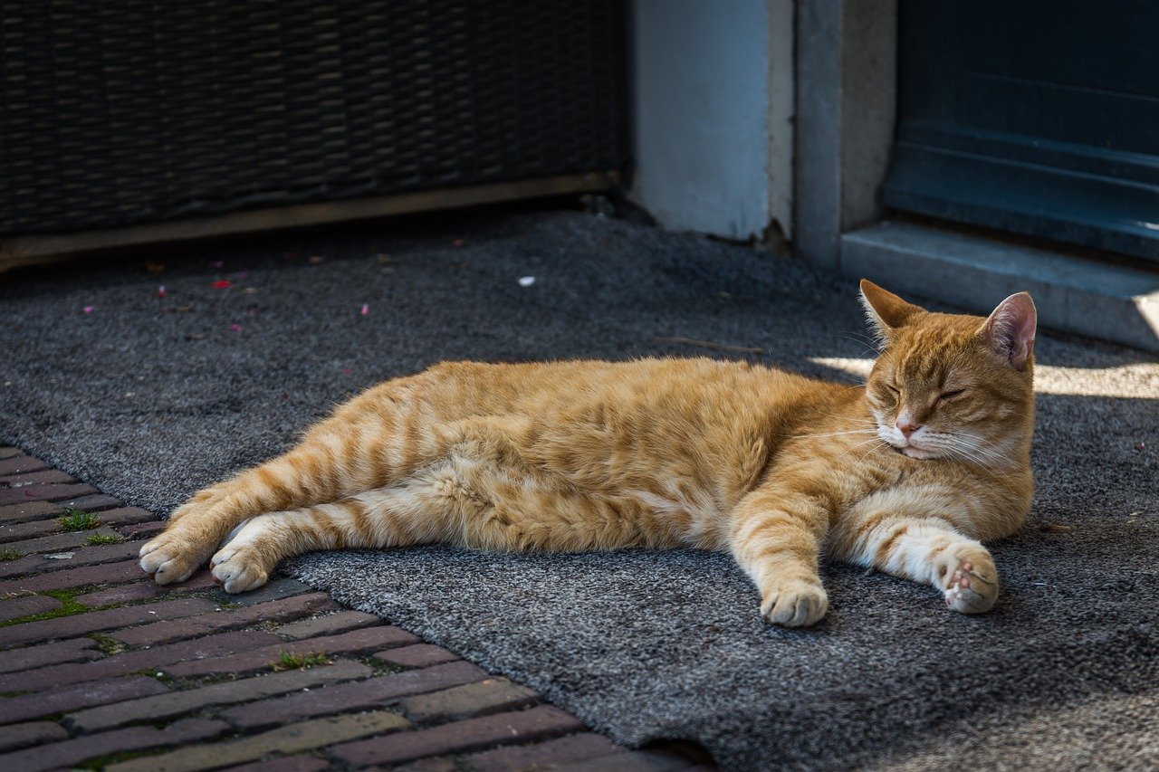 gatto dorme rilassato