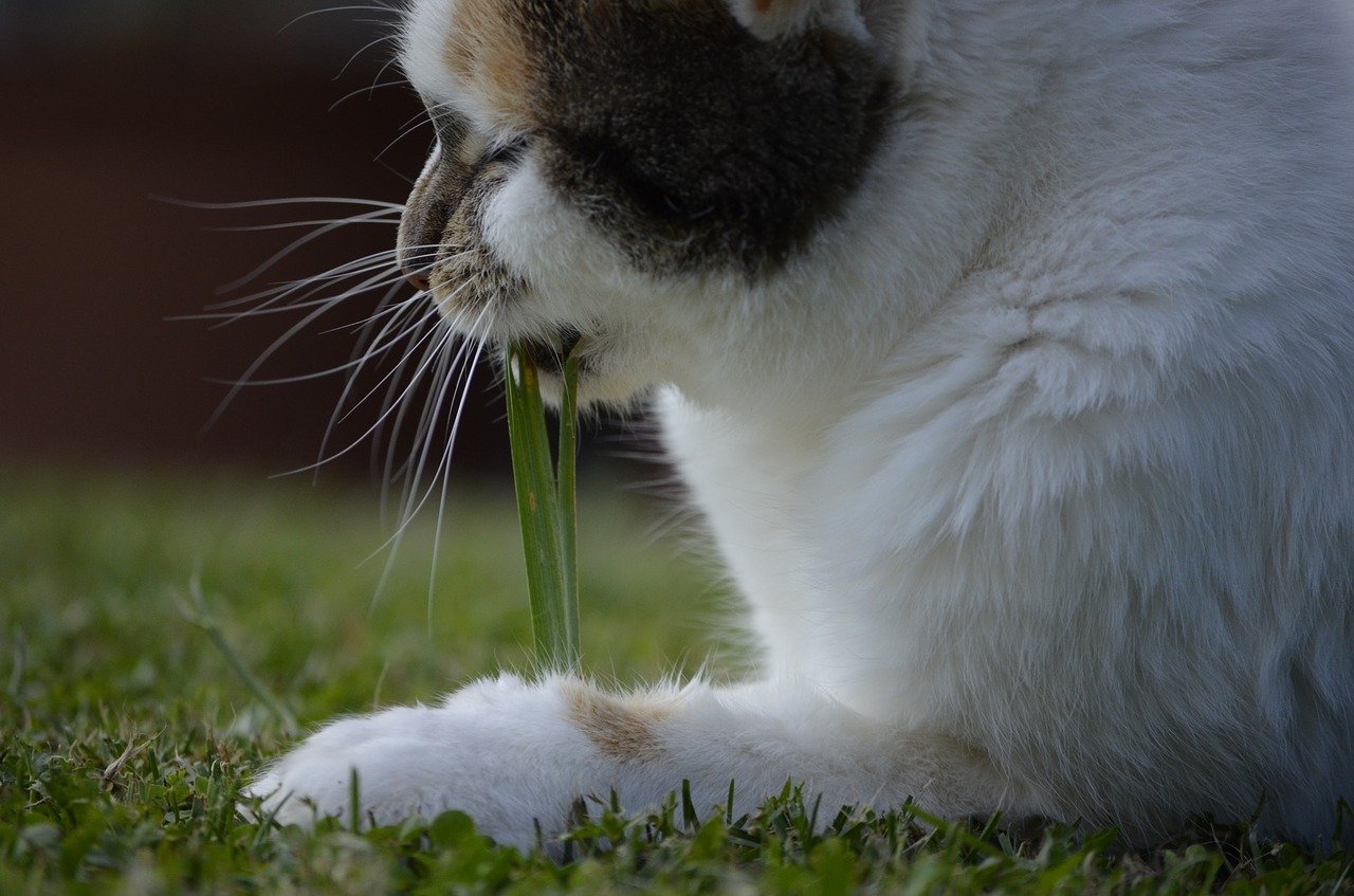 gatto lecca filo d'erba