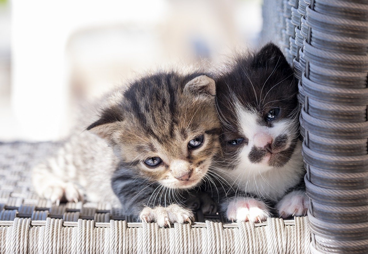 piccoli felini in compagnia